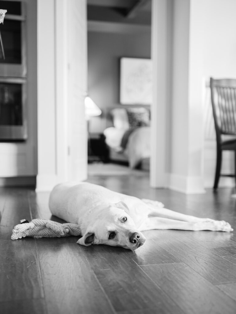 a dog rests on the floor during a lifestyle newborn photography session